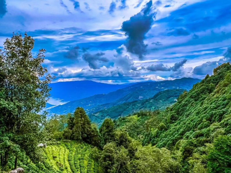 1古茶樹(shù)博物林.jpg